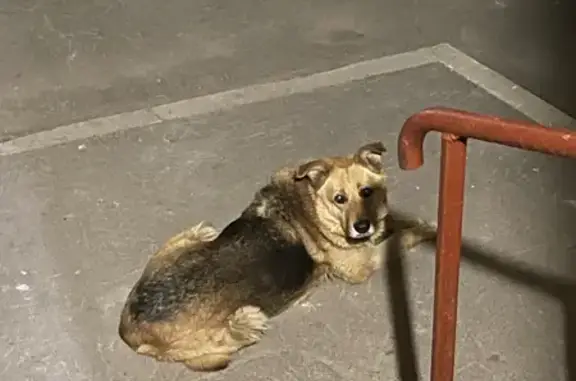 Собака на ул. Трофимова, 29, Москва.