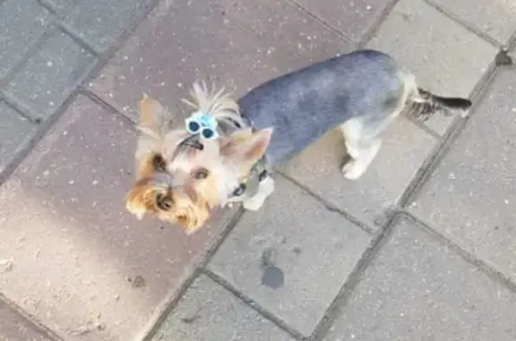 Пропала собака Йорк девочка в Марьино, Богородицкий городской округ