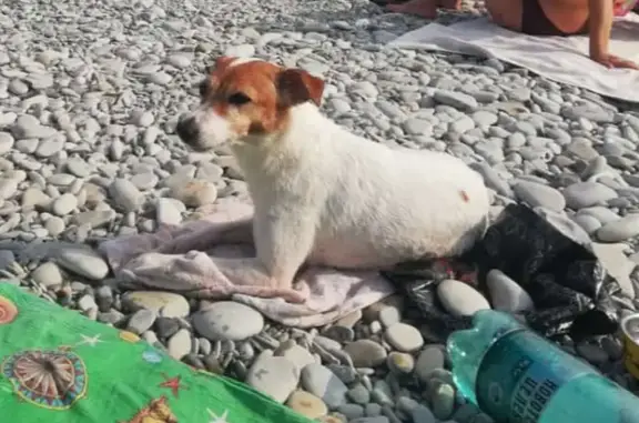 Пропала собака на ул. Чернышевского, 9, Малоярославец