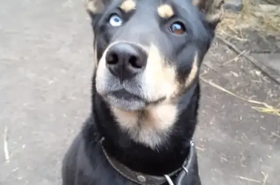 Собака найдена на улице Ленина, 36 в Иркутске.