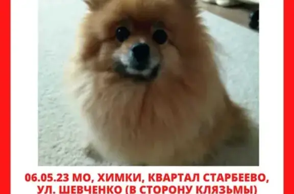 Пропала собака Мия на ул. Шевченко, Химки