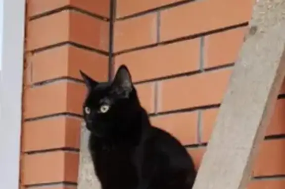 Пропала кошка Мурка на Московской улице