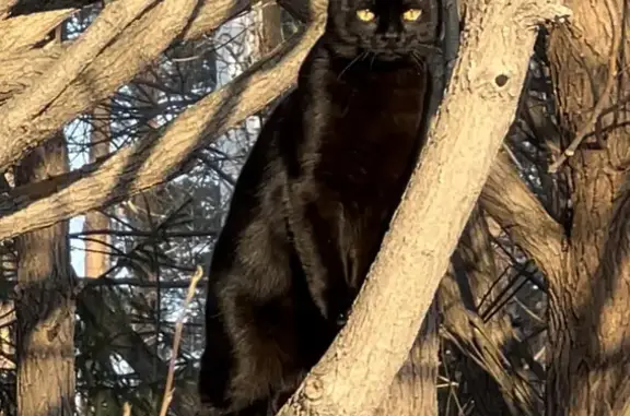 Пропала черная кошка на Зеленогорской, 45, Екатеринбург
