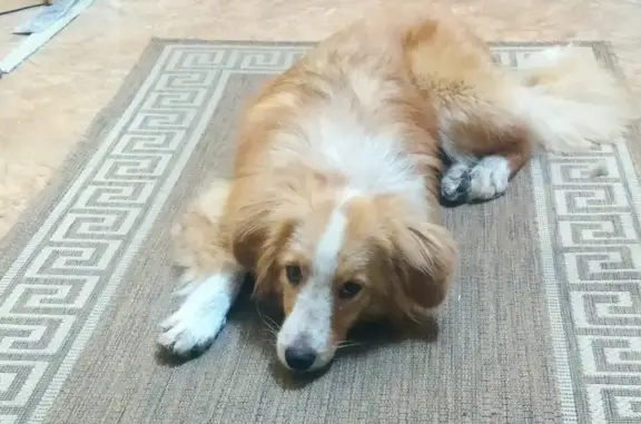 Найденные животные Ростов-на-Дону, фото: Найдена собака на Рыбном переулке, Ростов-на-Дону