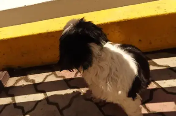 Собака найдена на улице Победы, 29 в Тольятти.