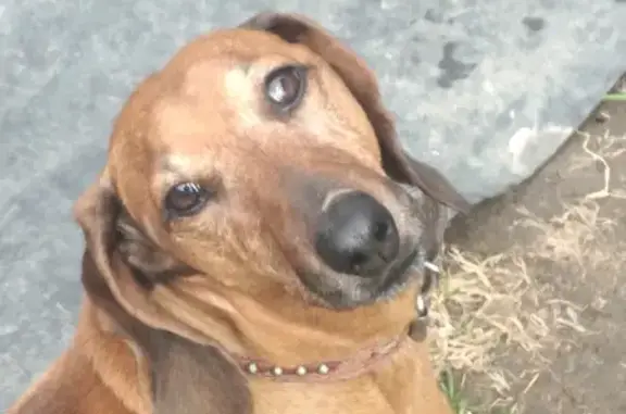Пропала собака такса на Санаторной улице в Алабино