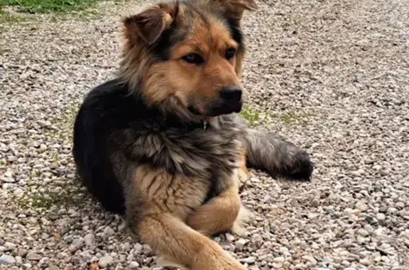 Найдена собака в Истринском районе, ищет дом
