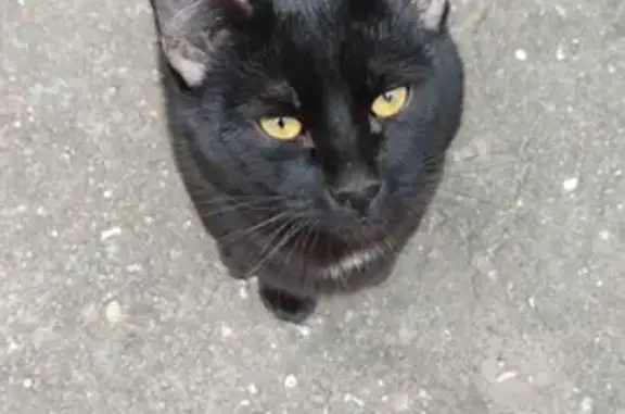 Пропала кошка Кот на улице А. Свиридова, 5, Москва.