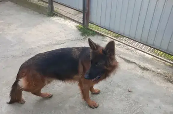 Пропала собака на улице Крылова, 10 в Апшеронске