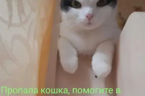 Пропала кошка на ул. Видова, 180 в Новороссийске