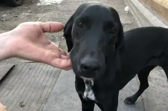 Собака найдена в Ужуре, Красноярский край