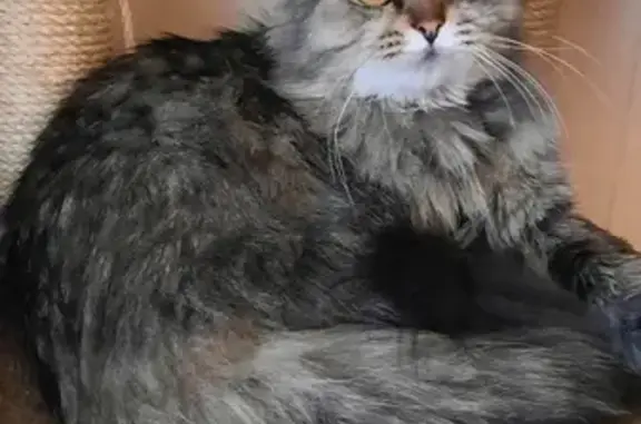 Найдена кошка на Машкинском кладбище