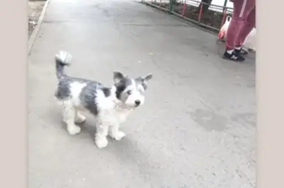 Пропала собака на улице Миронова, Ростов-на-Дону