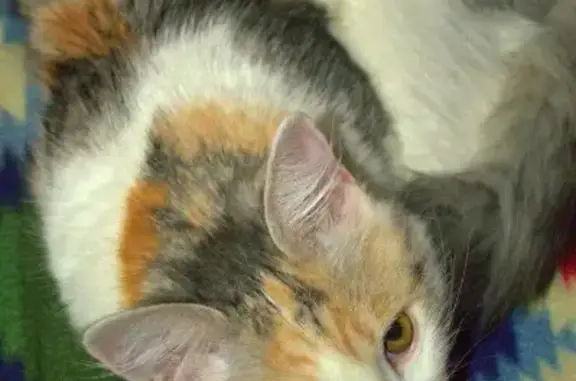 Потерянные животные Тольятти, фото: Пропала трёхцветная кошка на Юбилейной, 61, Тольятти