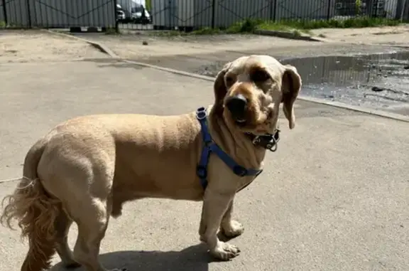 Собака Спаниель найдена на Комсомольском пр-те, 22, Люберцы.