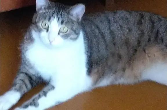 Кошки потеряшки, Ижевск, фото: Потеряшка кошка на ул. Циолковского, 22 к1, Ижевск