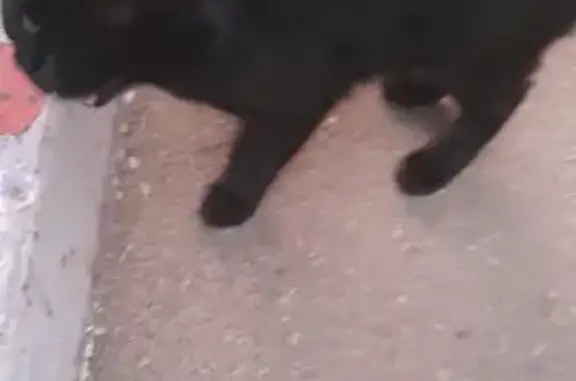 Найден черный одноглазый кот на Транспортной улице, Энгельс