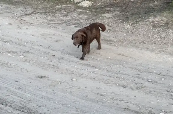 Собака Лабрадор найдена в Деревне Верховье, Калужская область