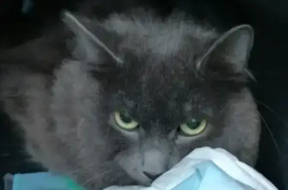 Найдена кошка на Посадской, 42 в Екатеринбурге