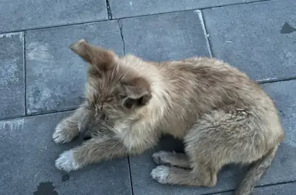 Найден щенок на Умырзая ул., 44 в Казани
