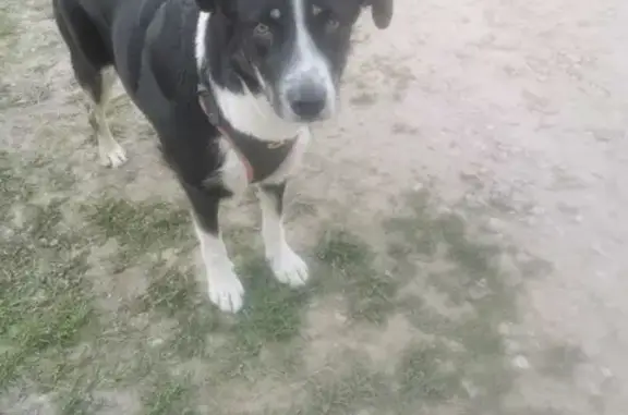 Потерянная собака на улице Чебышева, Село Истье, Калужская область