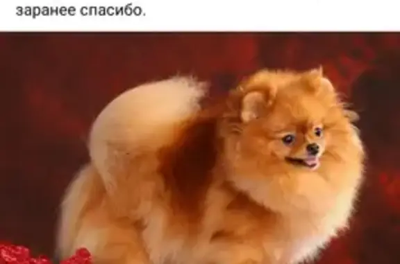 Пропала собака на Пролетарской улице, 37 в Новодвинске