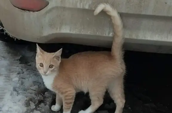 Пропала кошка на Железнодорожной, ул. Пионерская Роща, 4