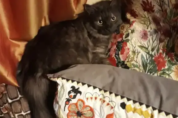 Кошки потеряшки, Санкт-Петербург, фото: Потеряшка кот Вася, вознаграждение 1000 руб, Десятинный переулок, Санкт-Петербург.