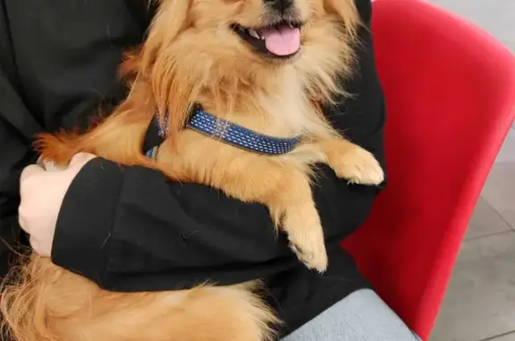 Потерянные животные Краснодар, фото: Пропала рыжая шпиц на Владимирской, 7/1