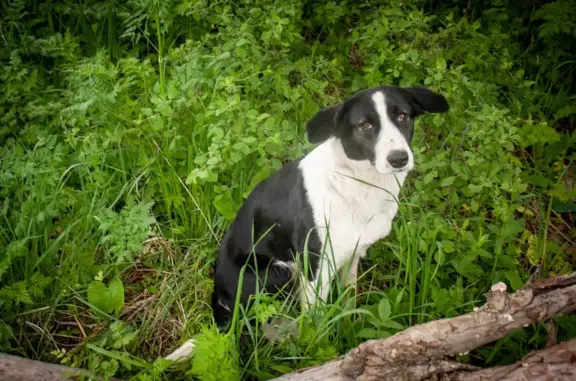 Найдена черно-белая собака в Железноводске на ул. Ленина, 19А