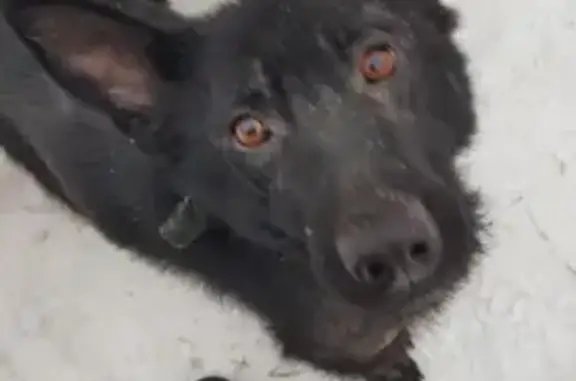 Пропала собака Луна на улице Цаплина, Барнаул