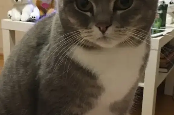 Кошки потеряшки, Ярославль, фото: Потеряшка кошка Ева на ул. Ньютона, Ярославль (39 символов)