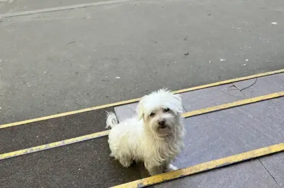 Собака Кобель на Маршала Голованова, 19, Москва