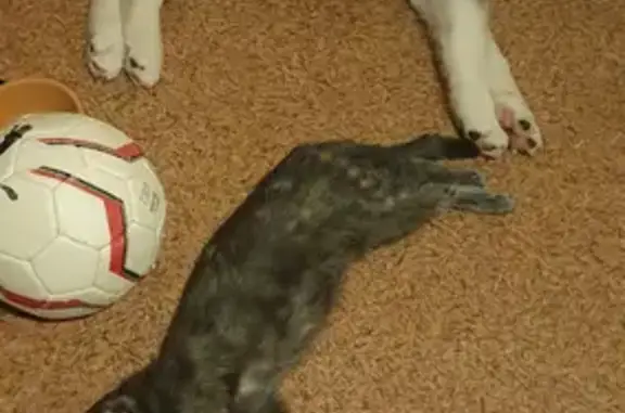 Кошки потеряшки, Смоленск, фото: Потеряшка кошка на Рыленкова в Смоленске