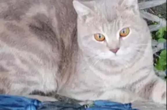 Пропала кошка на Рабоче-Крестьянской, Енисейск