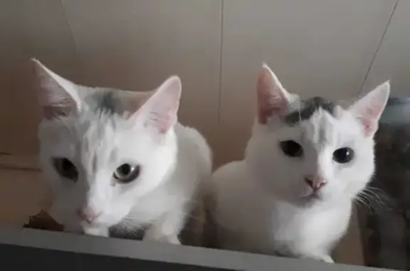 Кошки потеряшки, Холм-Жирковский район, фото: Потеряшкаи два белых кота на ул. Пушкина 20, Холм-Жирковский район