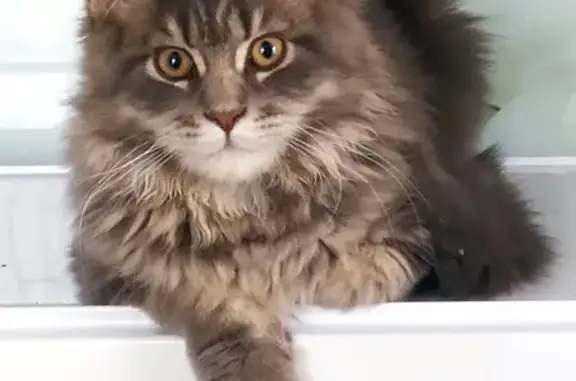 Кошки потеряшки, Киров, фото: Потеряшка кошка Бус на Коммунистической улице