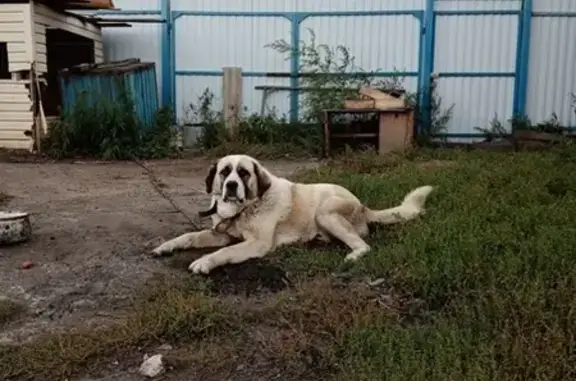 Пропала собака на Сибирской улице, Курган