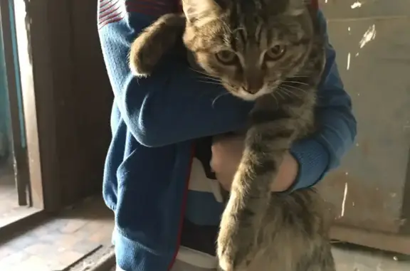 Найдена полосатая кошка на Челюскина, 24