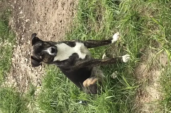 Объявления о пропавших и найденных животных, Ульянино, фото: Найдена домашняя собака в Ульянино, Московская область