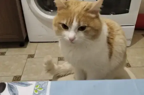 Кошки потеряшки, Ставрополь, фото: Потеряшка кот на ул. Кулакова 53/5, г.Ставрополь, помогите найти!