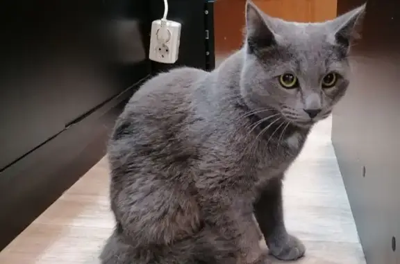 Найден крупный серый кот на ул. Тухачевского, Ставрополь