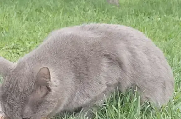 Найдена ласковая кошка в парке Урицкого, адрес потерявшего - ул. Хасана Туфана, 25