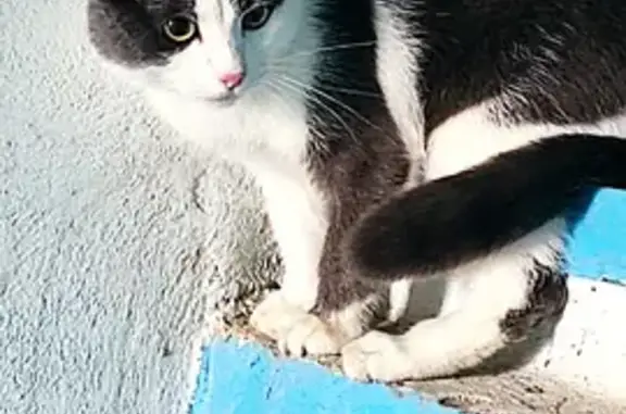 Найден напуганный Кот на улице Монтажников