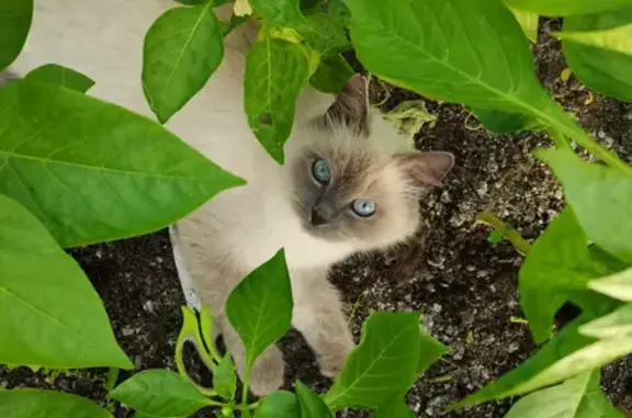 Пропала кошка на Бригадной ул. в Твери