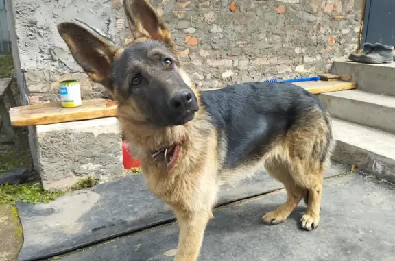 Собака найдена на ул. Решетова, г. Клин, ошейник, возраст 9 мес, Немецкая овчарка.