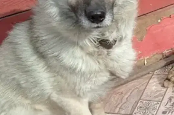 Пропала собака на Воинов-Интернационалистов 104, Тайшет
