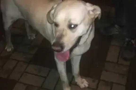 Найдена собака на Донской улице, Сочи