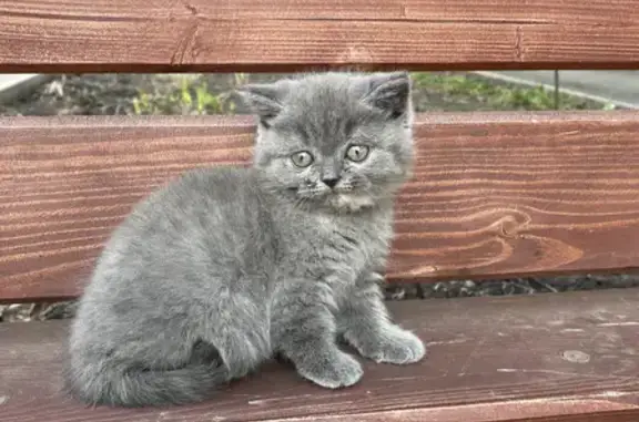 Найдена серенькая кошка во дворе: 32К-2, Новокузнецк