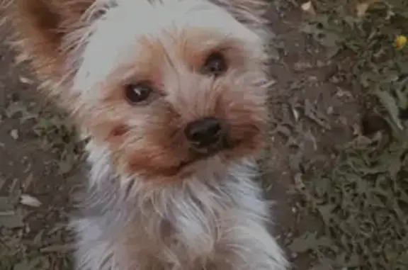 Пропала собака Йоркширский терьер на улице Умнова, 43